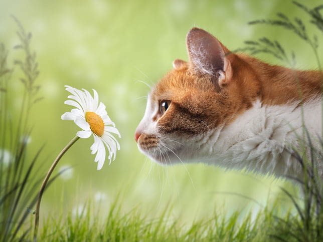 Duftstoffe und ihre Wirkung auf Katzen